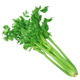 کرفس مرغوب نو