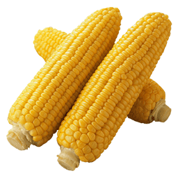 ذرت معمولی