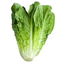 کاهو شهری