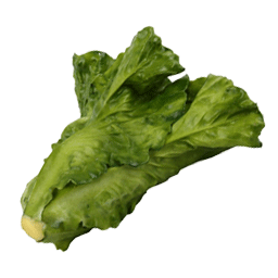 کاهو صندوقی