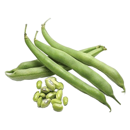 لوبیا سبز مرغوب نو