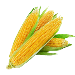 ذرت شیر (مرغوب)