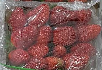 توت فرنگی گلخانه ای معمولی