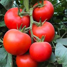 گوجه گلخانه ای