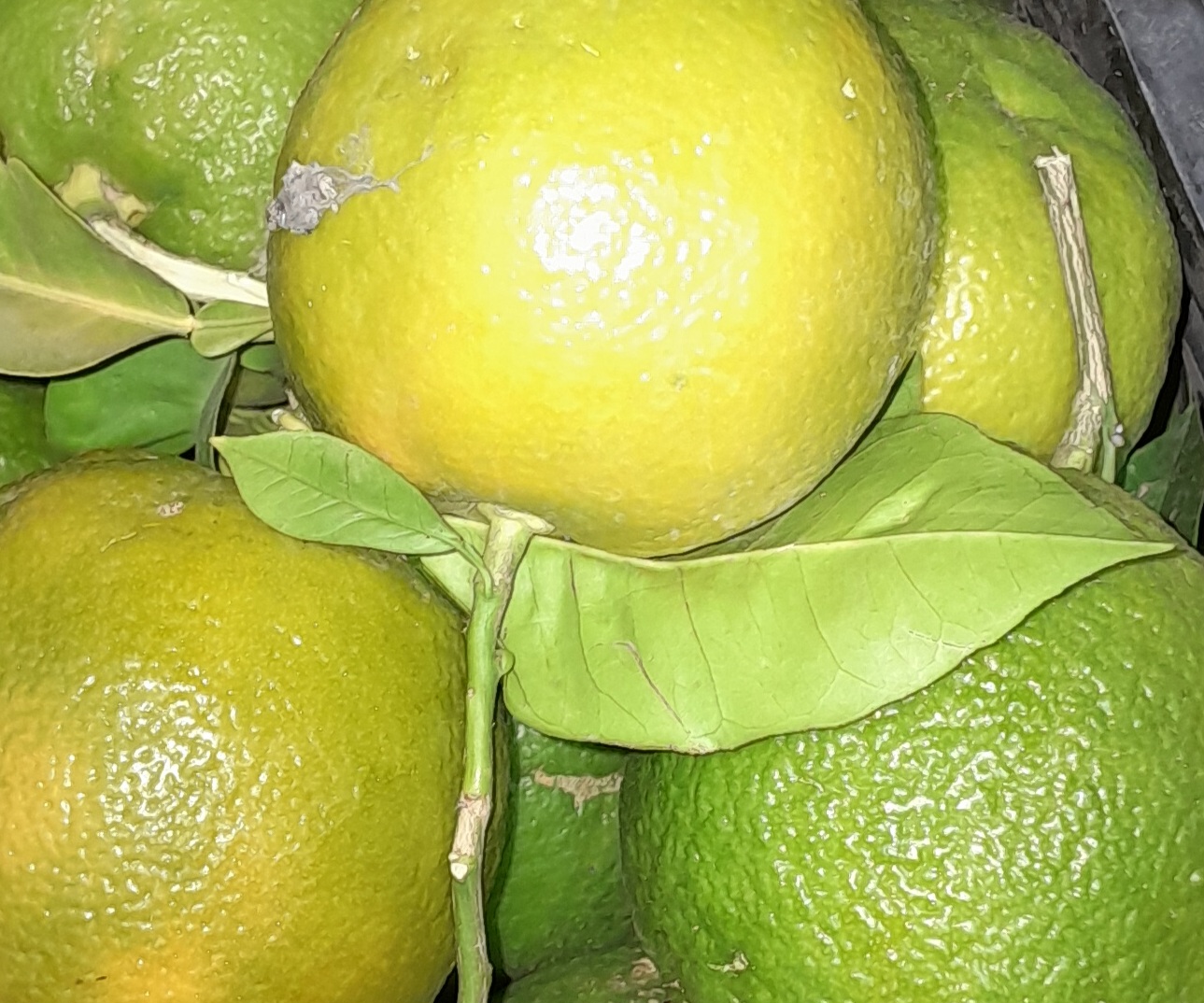 نارنج