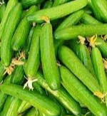 خیار شوری ممتاز